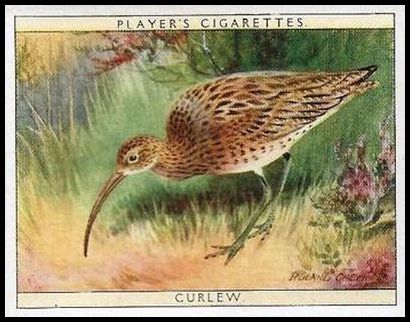 2 Curlew
